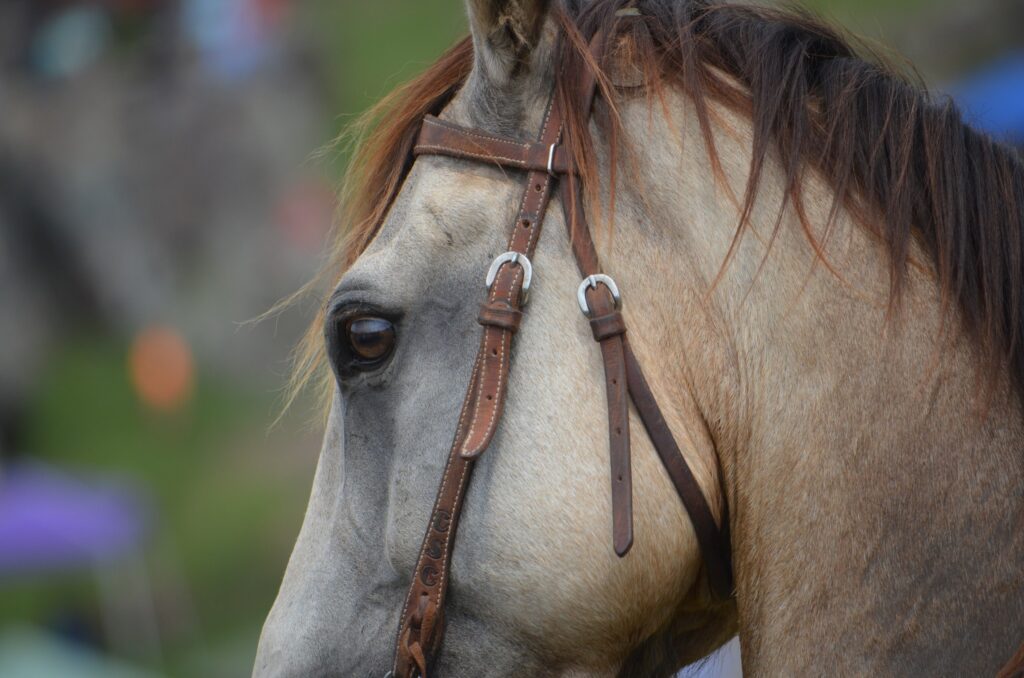 horse